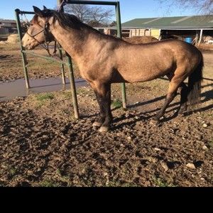 Meet your Posher, Misty